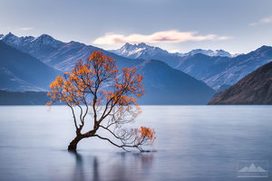 Lake Wanaka - The Willow Tree | Gift Print