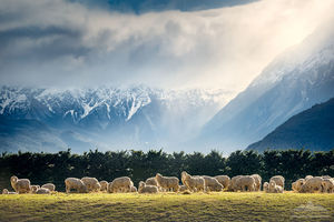 Southern Alps - Sheep in a Field | Gift Print