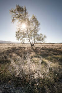 Mackenzie Country - Sunlit Tree | Gift Print