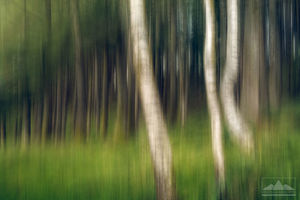 Abstract 1: Milford Sound - Abstract Trees | Gift Print