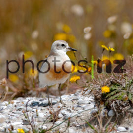 NZ Bird Photos: Whio native to New Zealand