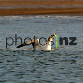 Whistling duck spotted in the Whakapapa River