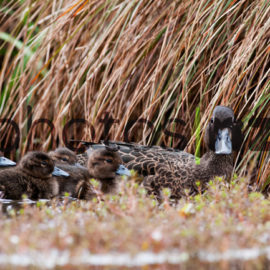 NZ Bird Photos: Whistling duck perching on rock