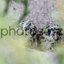 NZ Bird Photos: The whistling duck