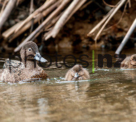 NZ Bird Photos: The Blue Duck