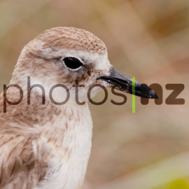 NZ Bird Photos: Whio found in the Tongariro forest