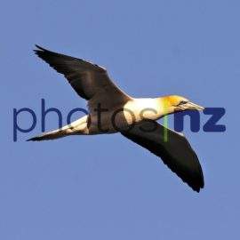 Fantail: Piwakawaka at Matapouri