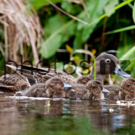 Fantail at Matapouri