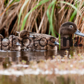NZ Bird Photos: Shining Cuckoo feeding