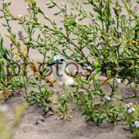 NZ Bird Photos: Shining Cuckoo waiting to be fed