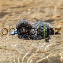 Products: Juvenille Kukupa in a nest