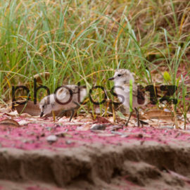 NZ Bird Photos: Pateke Duckling