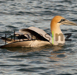 New Zealand Photos: Terns at Sandy Bay 1 of 8