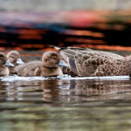 NZ Bird Photos: Paradise ducklings surf line up