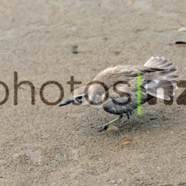 NZ Bird Photos: Pateke, Tutukaka Coast