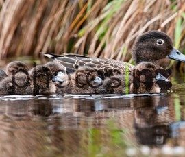 Mid stream family portrait