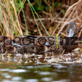 NZ Bird Photos: Pateke Family