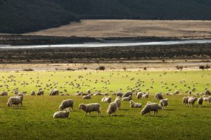 Products: New Zealand Nature – JYP Cosmetics