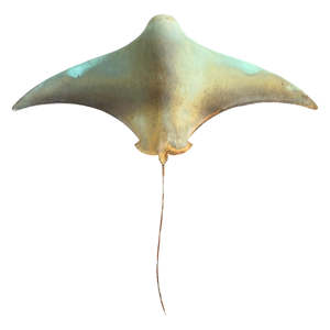 Daniel Wright: Copper Stingray | XXL