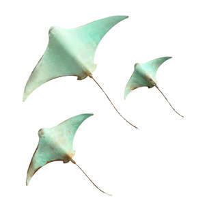 Daniel Wright: Copper Stingray Trio