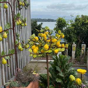 New: Ceramic Lemon Tree | Welded Rebar | Click & Collect