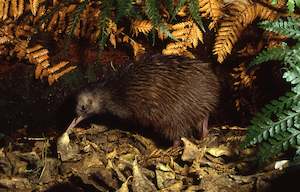 Products: Kiwi Night Encounter Gift Card