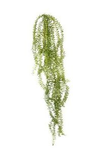 Flowers: fern hanging tassel