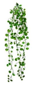 trailing fern vine
