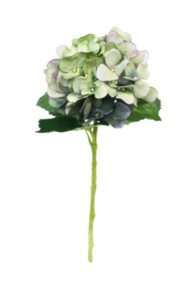 flowers hydrangea cottage