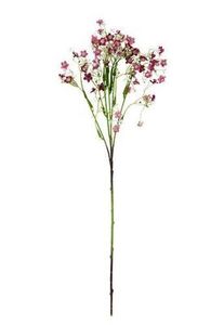 Flowers: flowers gysophila spray mini