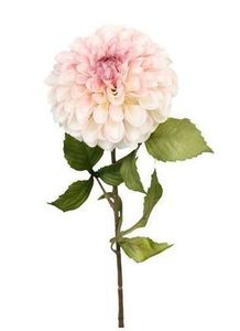 Flowers: dahlia pom pom