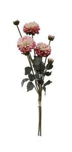 flowers pink pompom dahlia
