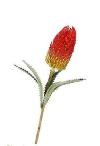 flowers banksia spray red