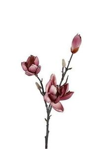 Flowers: flowers port wine magnolia