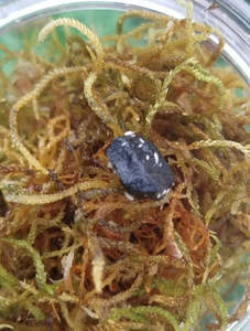 terrariums: Springtails - The clean up crew Last postage day for 2025 for springtails Wednesday 10 December. Pick up still available