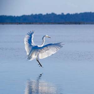 New Zealand: White Heron Landing