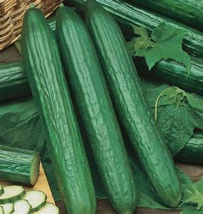 Fruits Vegetables: Telegraph Cucumber