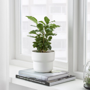 Indoor Gardens: Ikea Forenlig Plant Pot, White