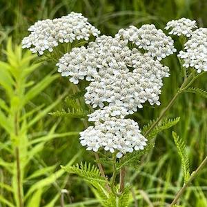 Infused Oils: Yarrow Infused Oil