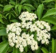 Herbal: Elderberry Flower - Dried 50gms