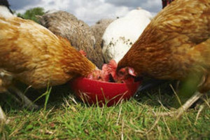 HiSpec Organic Pellets Northern Hylines