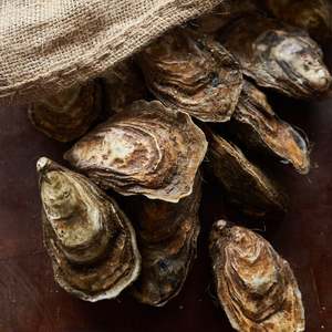 Premium Live Oysters (24 Oysters)