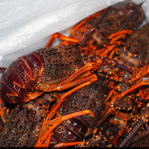 NZ Frozen Crayfish - XMAS Delivery