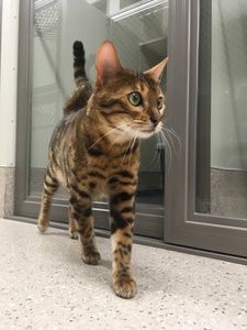 Products: Cattery