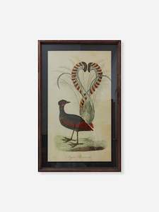 Lyre Bird Wall Art