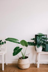 Chemical Free Haven Masterclass