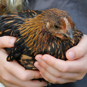 Products: Journal – Nourish Gardens