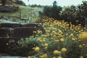 secret spots Nut Brown Rose