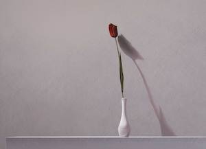 A Single Tulip