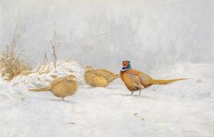 Birds Of A Feather: Untitled - Pheasants